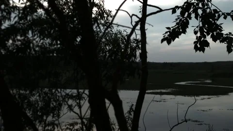 Tree silhouette with views of the lake Stock Footage
