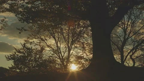 Tree silhouette in the warm sunset light. Clouds and sky visible Stock Footage 186632927