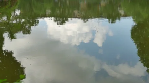 Tree silhouette in the water Stock Footage 73774455