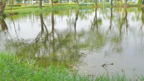 Tree silhouette in the water Stock Footage 75436610