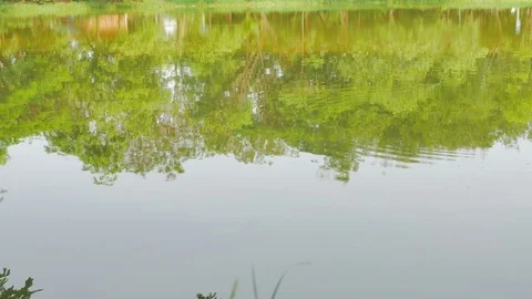 Tree silhouette in the water Stock Footage 75437526