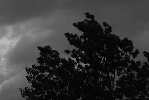 Tree silhouette waving on wind with overcast sky in background Stock Footage 35884376