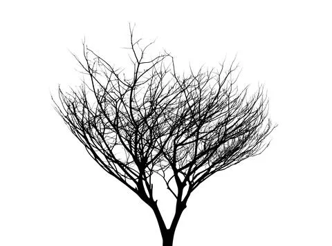 Tree silhouette on white background Stock Photos