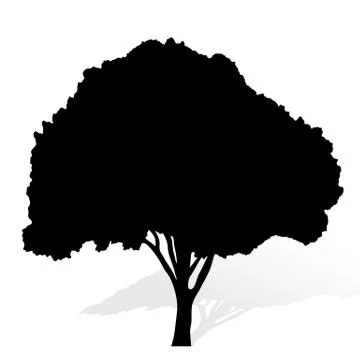 Tree silhouette on white background vector Stock Illustration