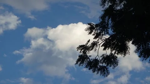 Tree Silhouette with White Clouds Floating by Stock Footage 246506801