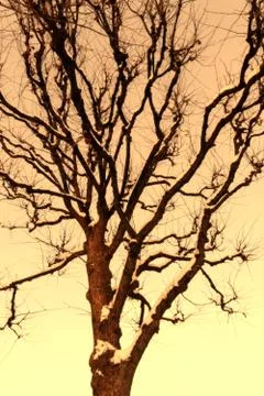 Tree silhouette yellow Stock Photos
