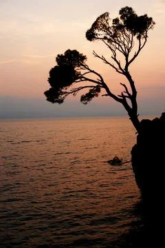 A tree is silhouetted against the sky and water Stock Photos