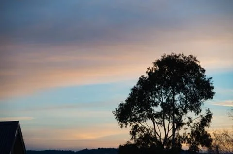 Tree Silhouetted Stock Photos