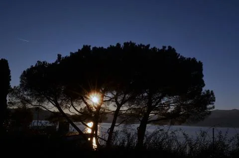 Tree silhouetted by the sun Stock Photos