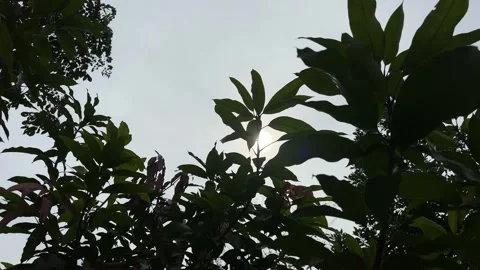 Tree Silhouettes Against Bright Sunset Sky Stock Footage 327378878