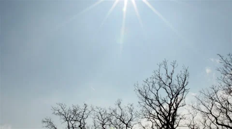 Tree silhouettes against the sky Video stock 37208207