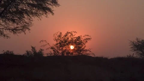 Tree silhouettes against a vibrant sunset creating a serene view. Stock Footage 321648242