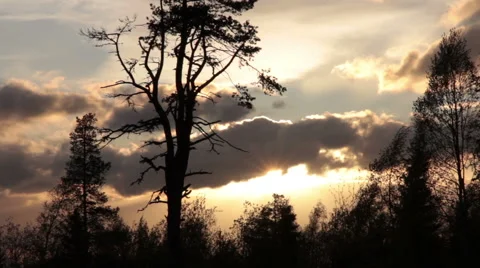 Tree silhouettes and evening clouds in the breeze Stock Footage 53254957
