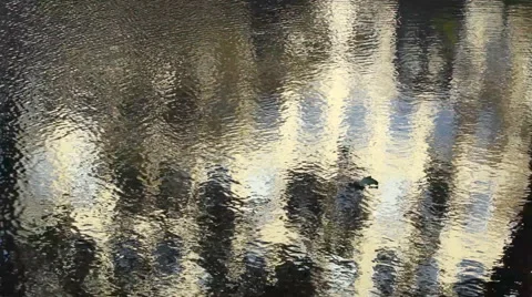 Tree silhouettes and facades reflection in water Stock Footage 57759779