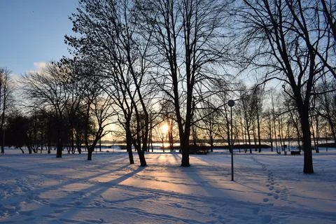 Tree silhouettes and long shadows at sunset in snowy park Stock Photos