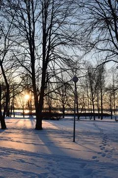 Tree silhouettes and long shadows at sunset in snowy park Stock Photos