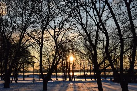 Tree silhouettes and long shadows at sunset in snowy park Stock Photos