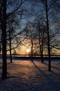 Tree silhouettes and long shadows at sunset in snowy park Stock Photos