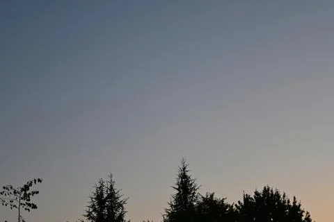 Tree silhouettes beneath a dusky evening sky Фото