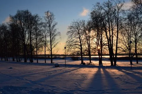 Tree silhouettes casting long shadows on snow in park at sunset Stock Photos