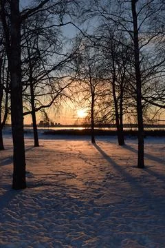 Tree silhouettes casting long shadows on snow in park at sunset Stock Photos