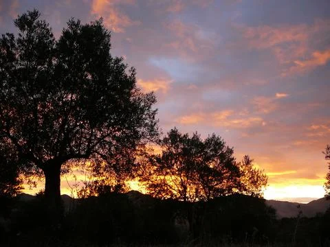 Tree silhouettes at dawn Stock Photos