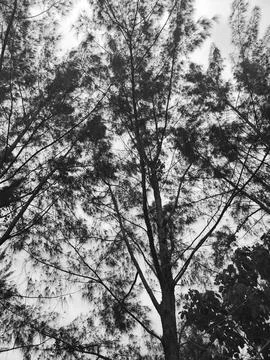 Tree Silhouettes at Dawn Stock Photos