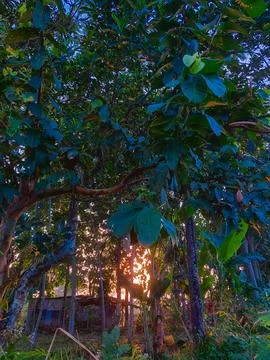 Tree silhouettes in a forest at sundown. Stock Photos