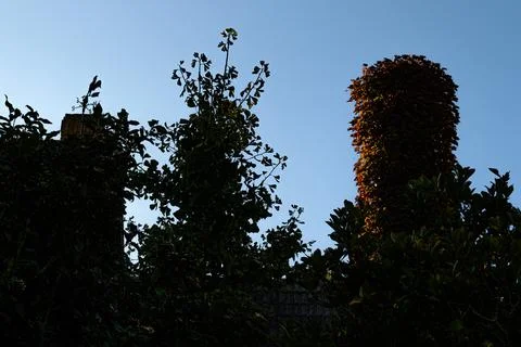 Tree silhouettes frame a clear blue sky Stock Photos