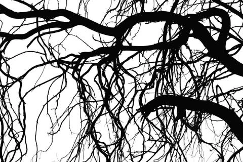 Tree silhouettes Stock Illustration