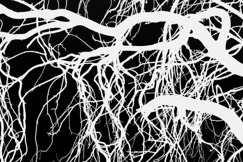 Tree silhouettes Stock Illustration