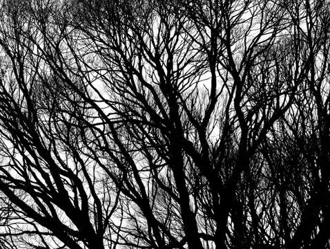 Tree silhouettes isolated Stock Photos