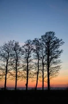 Tree silhouettes Stock Photos