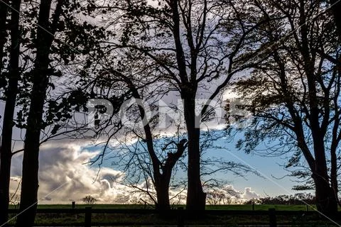 Tree silhouettes Stock Photos