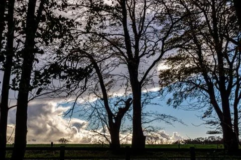 Tree silhouettes Stock Photos