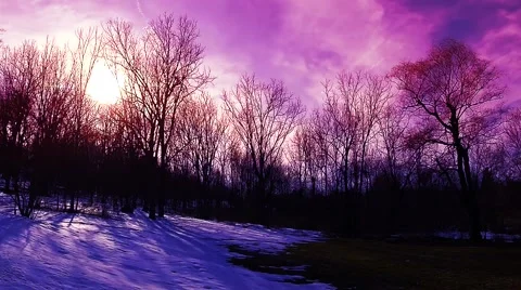 Tree silhouettes on snow at Sundown No.4 Stock Footage 48589423