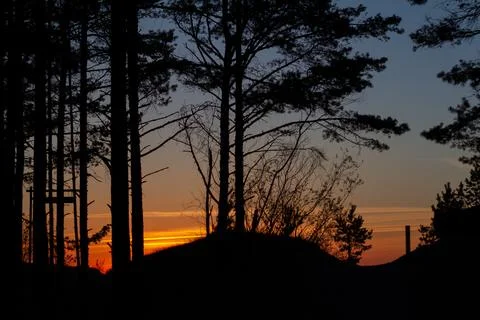 Tree silhouettes in summer sunset Stock Photos