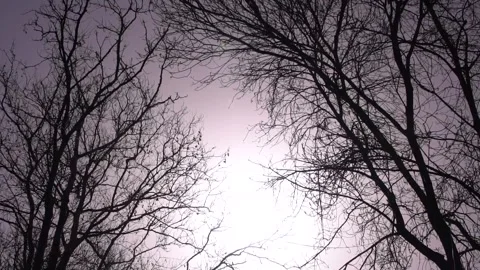 Tree Silhouettes In Sunlight Stock Footage 241150399