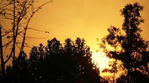 Tree silhouettes, sunset  Stock Footage 979168