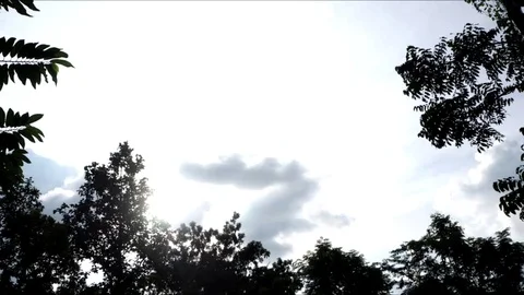 Tree silhouettes at sunset Stock Footage 109171706