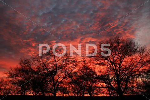 Tree silhouettes at sunset Stock Photos