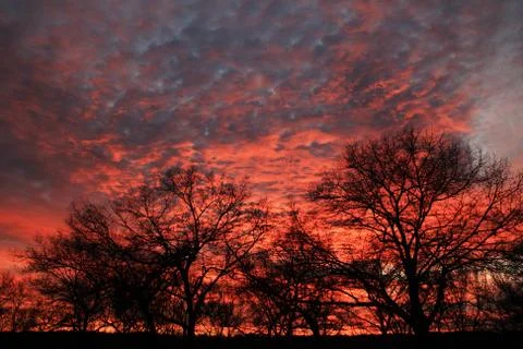 Tree silhouettes at sunset Photos