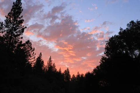 Tree Silhouettes at sunset Stock Photos