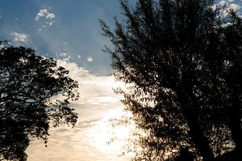 Tree Silhouettes at Sunset Stock Photos