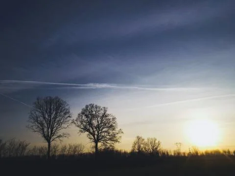 Tree silhouettes in the sunset. Stock Photos