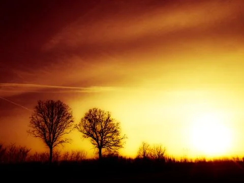 Tree silhouettes in the sunset. Stock Photos