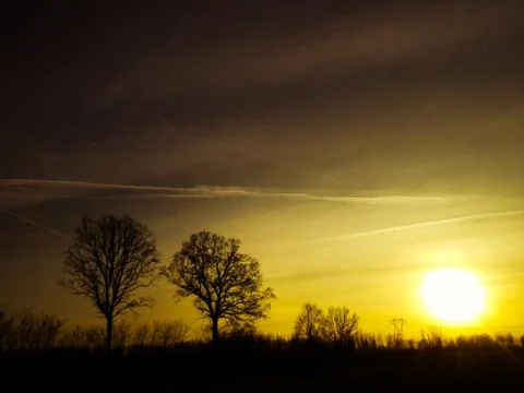 Tree silhouettes in the sunset. Stock Photos