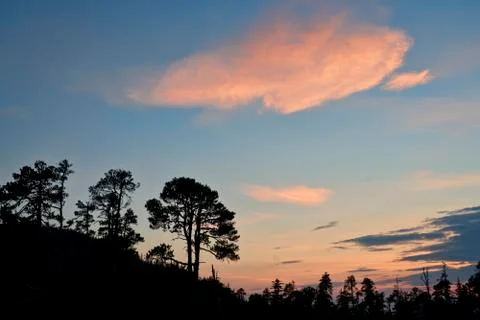 Tree silhouettes at sunset Stock Photos