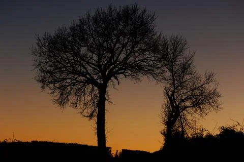 Tree silhouettes at sunset Photos