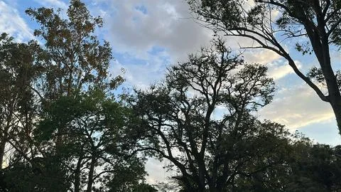 Tree Silhouettes at Sunset Stock Photos